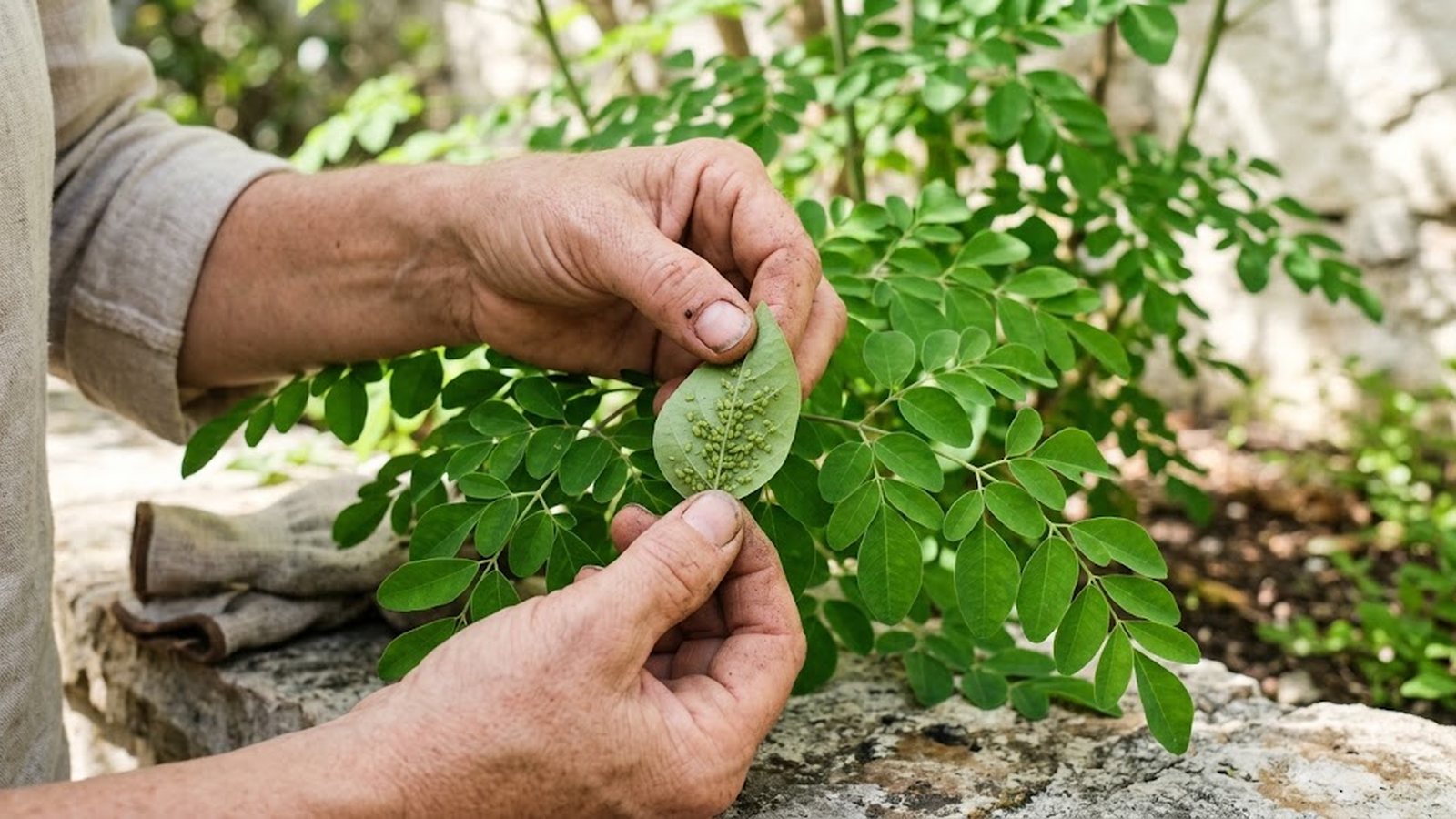 A gardener's hands inspect a moringa leaf for aphids.